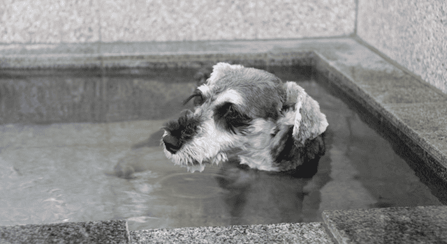 犬用温泉