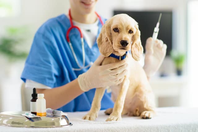 ワクチンを打たれる犬