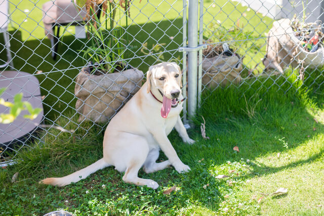 暑そうな犬