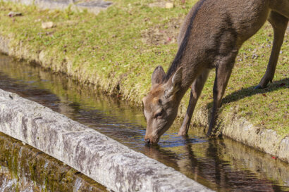 水を飲む動物