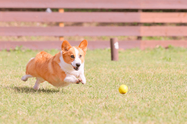 ドッグラン